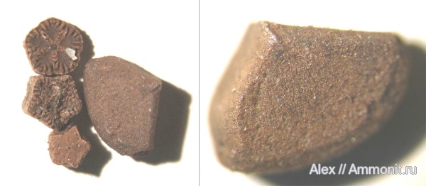 морские лилии, иглокожие, Pentacrinus, ?, Isocrinus, зона Kachpurites fulgens, Goniasteridae