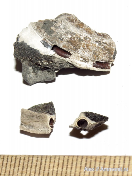 юра, серпулы, волжский ярус, Serpulidae, Propomatoceros, Volgian, Jurassic