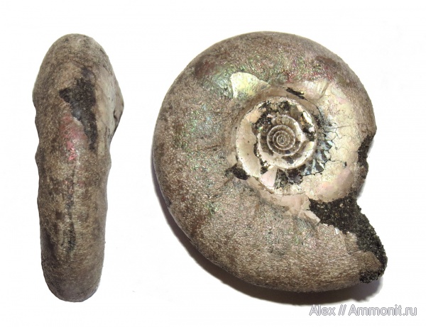 аммониты, юра, Kachpurites, Kachpurites fulgens, Ammonites, Volgian, Jurassic