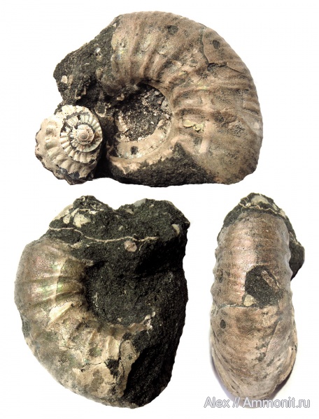 аммониты, волжский ярус, Subcraspedites, Ammonites, зона Kachpurites fulgens, Craspeditidae, Swinnertonia, Volgian