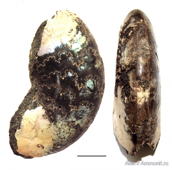 Kachpurites, Kachpurites subfulgens, лопастные линии, forma juxtalobata, Volgian