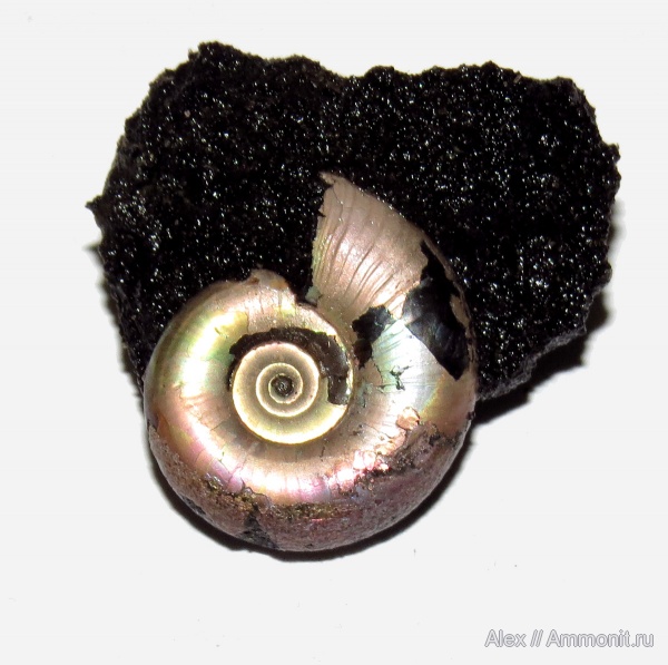 Kachpurites, Kachpurites fulgens, Garniericeratinae, Volgian