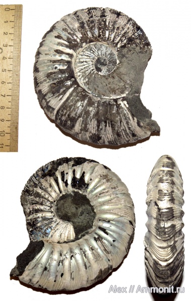 аммониты, юра, Virgatites, Virgatites gerassimovi, устье, Ammonites, Jurassic