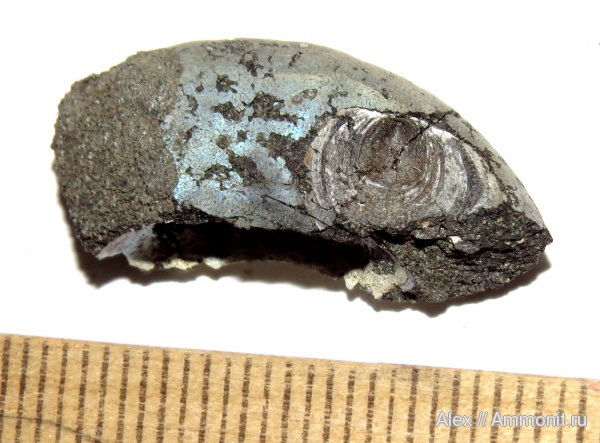 аммониты, двустворки, волжский ярус, Ammonites, зона Kachpurites fulgens, Volgian