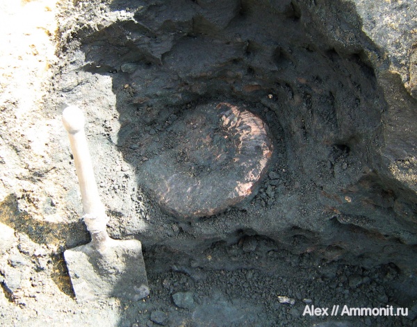 аммониты, юра, макроконхи, мегаконхи, Kachpurites, Ammonites, зона Kachpurites fulgens, Macroconchs, Volgian, Jurassic, Megaconchs