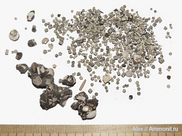 морские лилии, юра, Pentacrinus, Isocrinus, зона Kachpurites fulgens, Jurassic