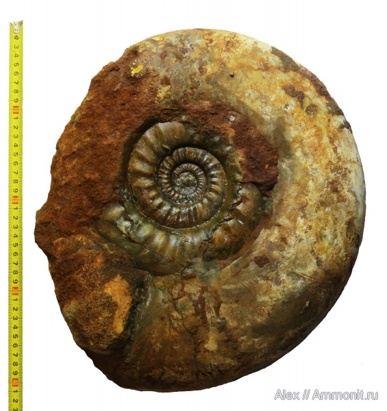 юра, макроконхи, келловей, Indosphinctes, Indosphinctes vischniakoffi, Macroconchs, Callovian, Jurassic, Middle Jurassic