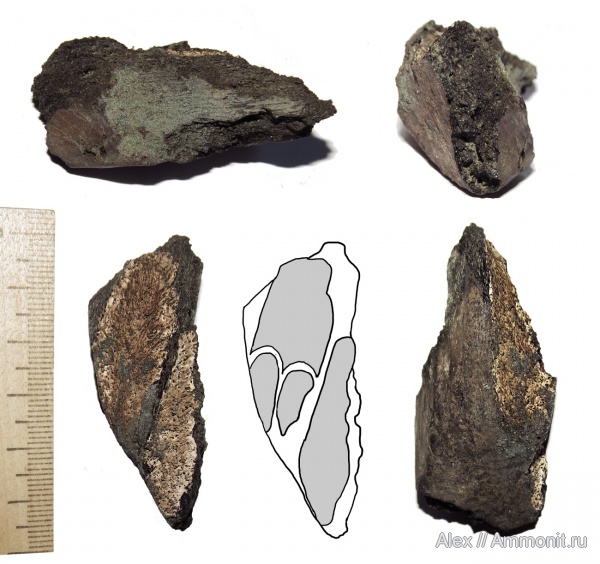 юра, волжский ярус, химеры, зона Epivirgatites nikitini, Chimaeriformes, Callorhynchidae, Volgian, Jurassic