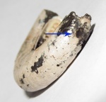 Вентральный отпечаток мускула Kachpurites fulgens