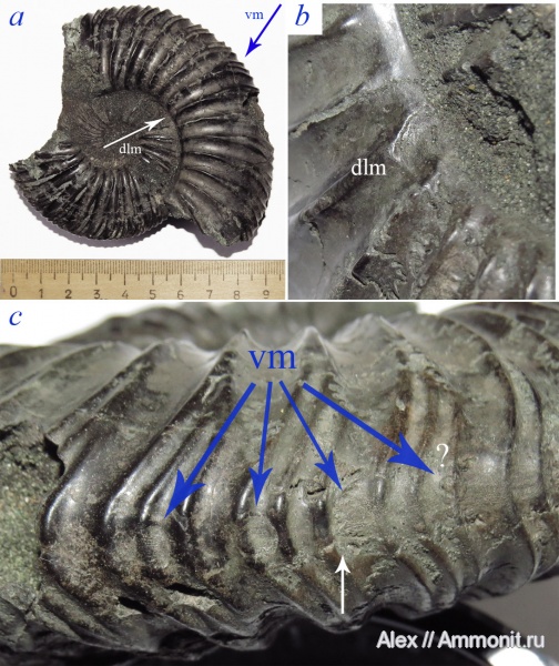 Virgatites, Virgatites virgatus, muscle scars, отпечатки мускулов