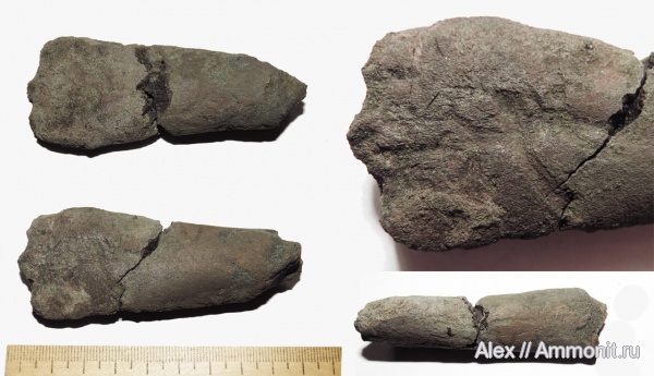 юра, волжский ярус, кости, кости рептилий, Volgian, Jurassic