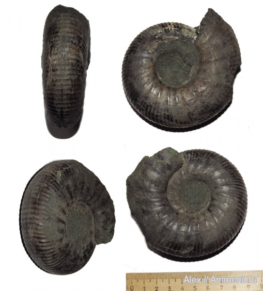 Dorsoplanites, волжский ярус, Dorsoplanites serus, Dorsoplanitidae, Volgian