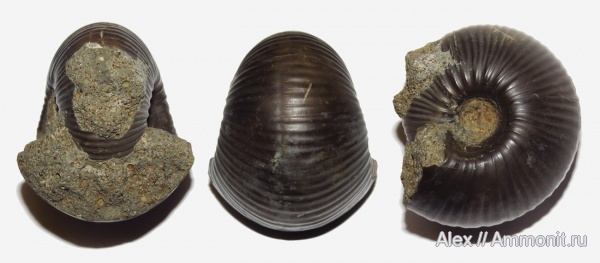 юра, макроконхи, келловей, Cadoceras, прижизненные повреждения, Cadoceratinae, Cardioceratidae, Macroconchs, Cadoceras durum, ammonoid sublethal injuries, Callovian, Jurassic, Middle Jurassic юра, макроконхи, келловей, Cadoceras, прижизненные повреждения, Cadoceratinae, Cardioceratidae, Macroconchs, Cadoceras durum, ammonoid sublethal injuries, Callovian, Jurassic, Middle Jurassic