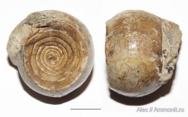 аммониты, пермь, Ammonites, Metalegoceras sogurense, Metalegoceras, Permian
