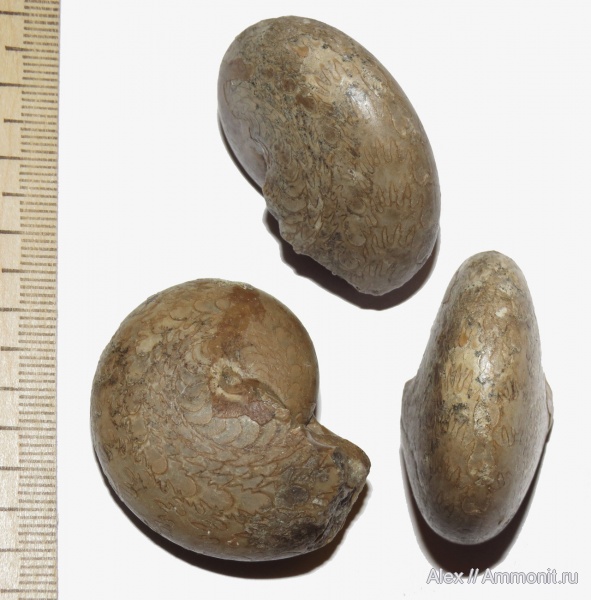 аммониты, пермь, Ammonites, Thalassoceras, Thalassoceras gemmellaroi, Thalassoceratidae, Permian