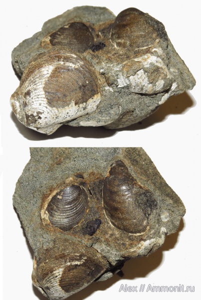 мел, двустворки, Buchia, Никитино, берриас, Berriasian, Cretaceous