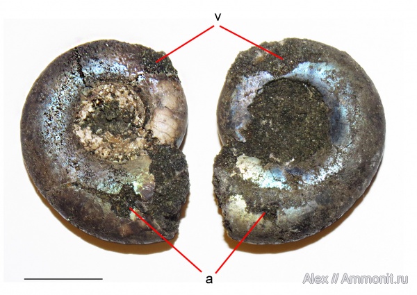Kachpurites, Kachpurites fulgens, прижизненные повреждения, вентральные укусы, ventral bite marks, Volgian