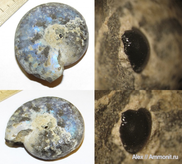 аммониты, юра, Craspedites, Ammonites, Craspedites subditus, зубы рыб, Pycnodontiformes, Jurassic, fish teeth