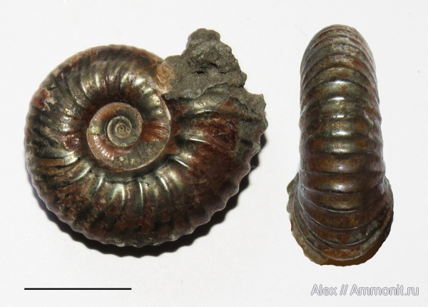 микроконхи, Eichwaldiceras, Cadoceratinae, Microconchs