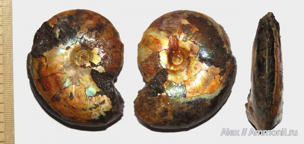 Garniericeras, Garniericeras interjectum, Garniericeratinae