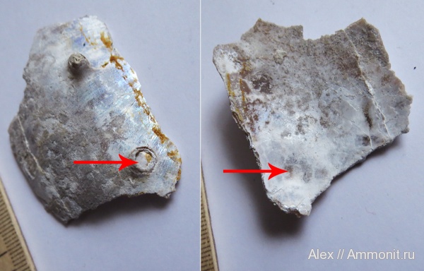 шипы, Aspidoceras, Aspidoceratidae