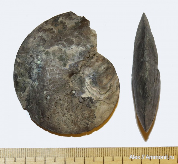 Garniericeras, Garniericeras subclypeiforme, Garniericeratinae