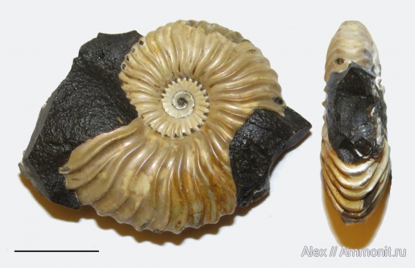 Deshayesites, апт, прижизненные повреждения, вентральные укусы, ventral bite marks, Aptian