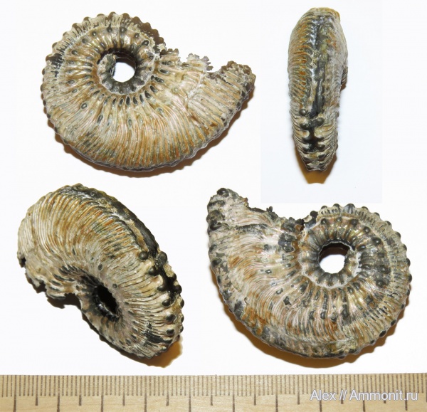 Kosmoceras, прижизненные повреждения, Kosmoceratidae, ammonoid sublethal injuries
