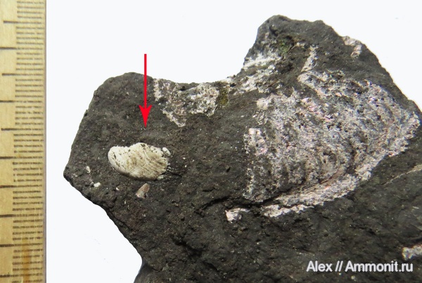 аммониты, оксфорд, Mirosphinctes, аптихи, Ammonites, Aptychi, aptychus, Laevilamelaptychus, Oxfordian