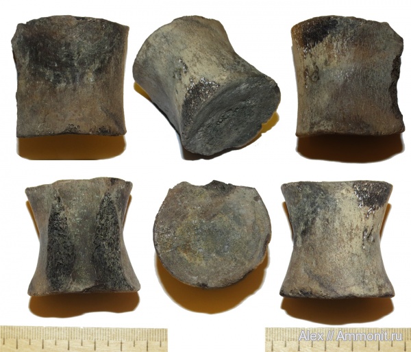 плезиозавры, волжский ярус, позвонки, кости рептилий, Cryptoclididae, Volgian