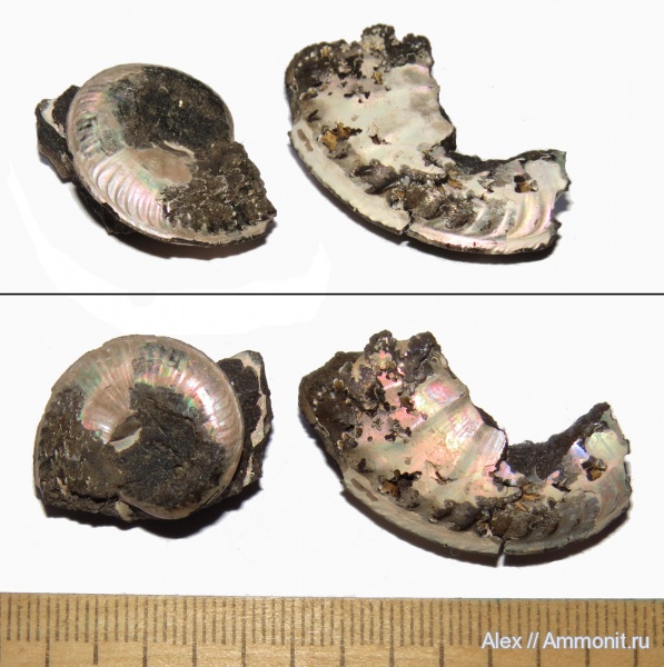 аммониты, оксфорд, Amoeboceras, Ammonites, Amoeboceras koldeweyense, Oxfordian