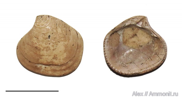 оксфорд, Astarte, Astarte trembiazensis, Pressastarte trembiazensis, Pressastarte, Oxfordian