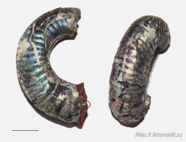 микроконхи, Mirosphinctes, ушки, устье, Aspidoceratidae, Microconchs, lappets