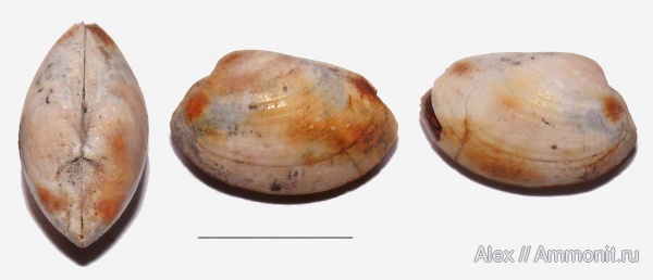 юра, келловей, Nucula, Nucula caecilia, Callovian, Jurassic, Middle Jurassic