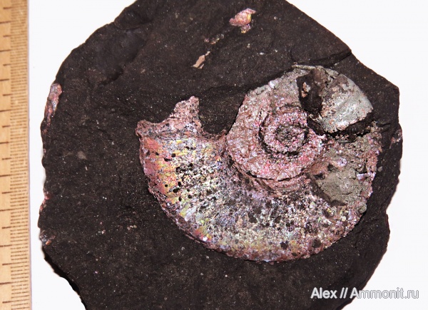 оксфорд, Mirosphinctes, ушки, устье, Microconchs, lappets, Oxfordian