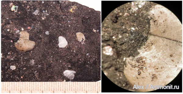 аммониты, оксфорд, Mirosphinctes, аптихи, Ammonites, Aspidoceratidae, Aptychi, Laevilamelaptychus, Oxfordian