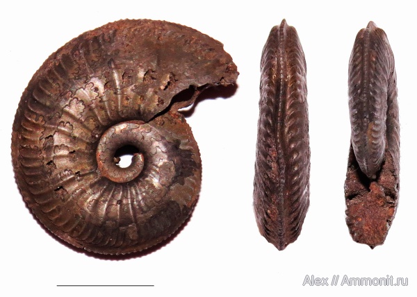 Amoeboceras, Cardioceratidae, Amoeboceras koldeweyense