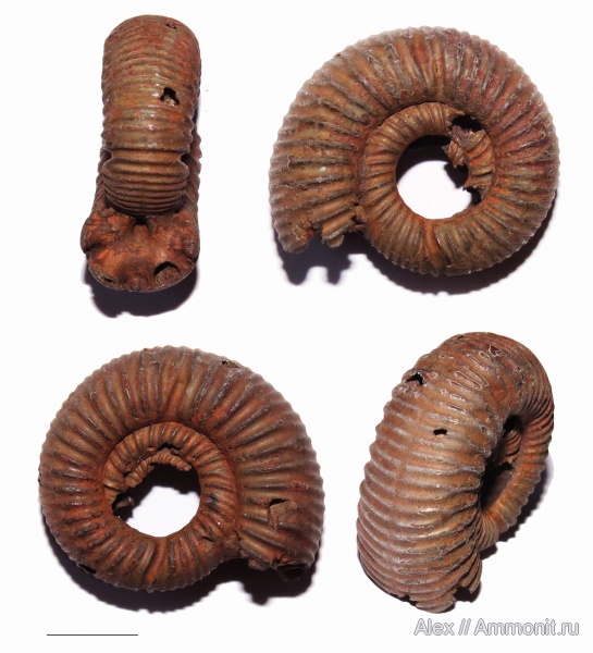 Рыбаки, Desmosphinctes, Dichotomoceras