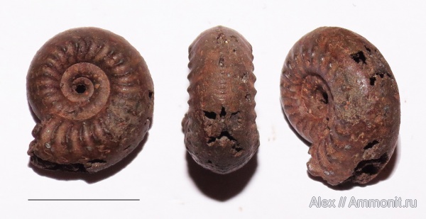 аммониты, юра, оксфорд, Amoeboceras, Рыбаки, Ammonites, Amoeboceras zieteni, Plasmatites, Plasmatites zieteni, Oxfordian, Jurassic