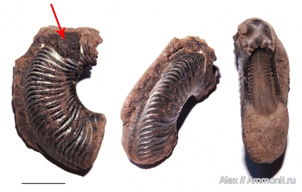 Amoeboceras, Amoeboceras ovale