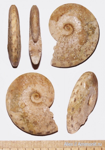 аммониты, мел, сеноман, Ammonites, Acompsoceras, Cenomanian, Cretaceous