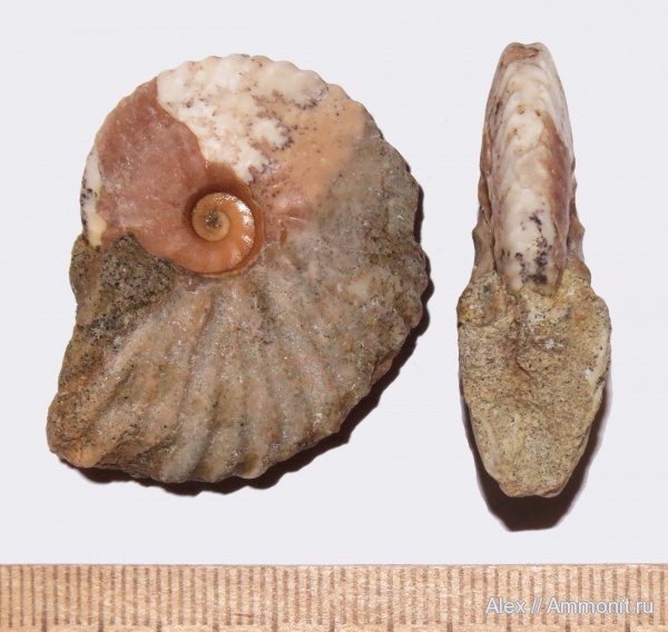 аммониты, мел, Dimorphoplites, Ammonites, Cretaceous
