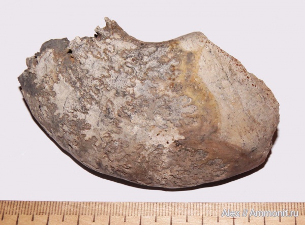 Quenstedtoceras, annular elevation