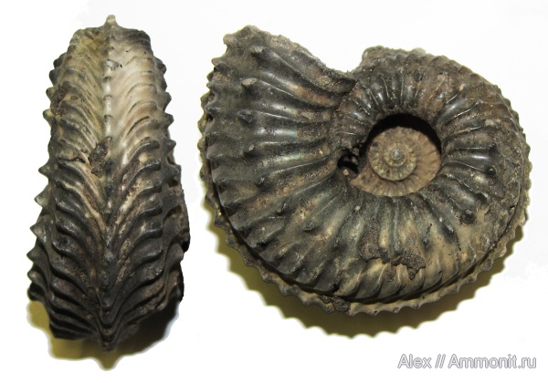 юра, Cardioceras, оксфорд, Cardioceratidae, МДЭБЦ, МГСЮН, Oxfordian, Jurassic