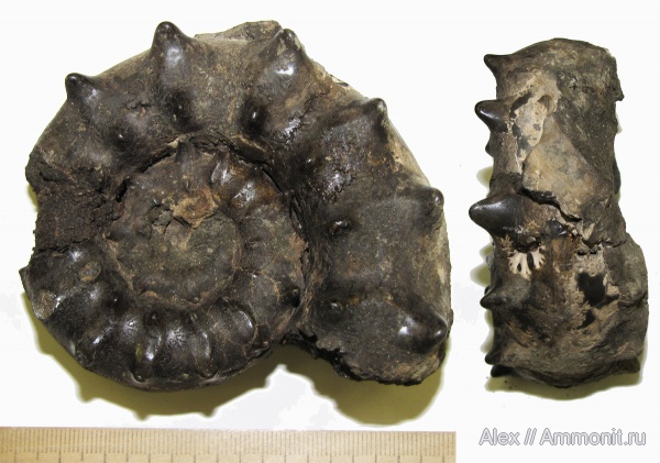 Euaspidoceras, Aspidoceratidae, МДЭБЦ, МГСЮН