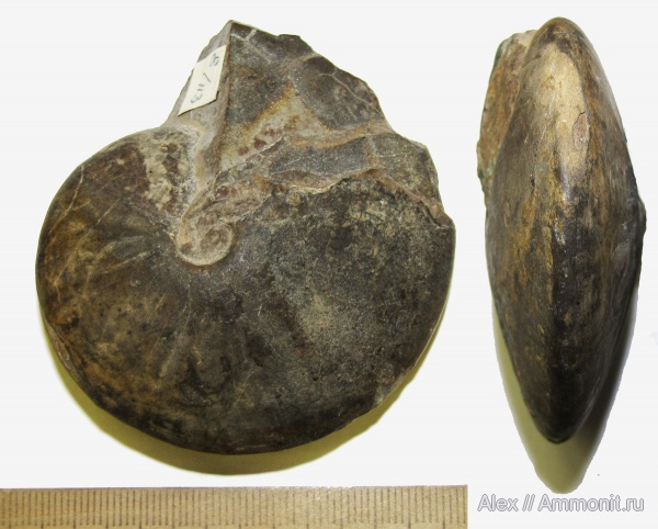 аммониты, Ammonites, МДЭБЦ, МГСЮН