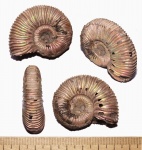 Peltoceras sp.