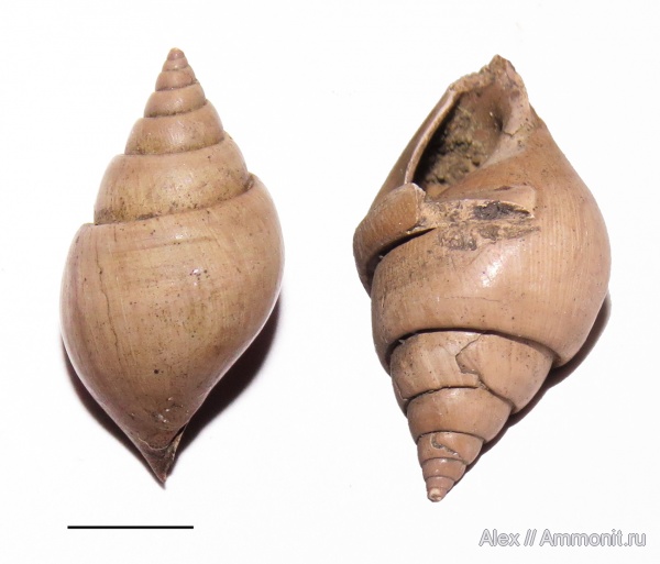 гастроподы, оксфорд, Pictavia, прижизненные повреждения, Pictavia laevigata, Oxfordian