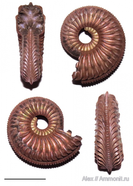 Amoeboceras, Amoeboceras alternans, Cardioceratidae, Ammonites, Upper Oxfordian