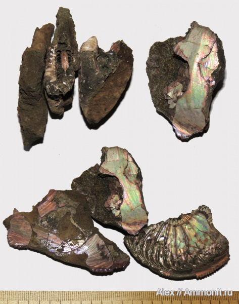 макроконхи, Amoeboceras, Amoeboceras alternoides, Macroconchs, Amoeboceras shuravskii